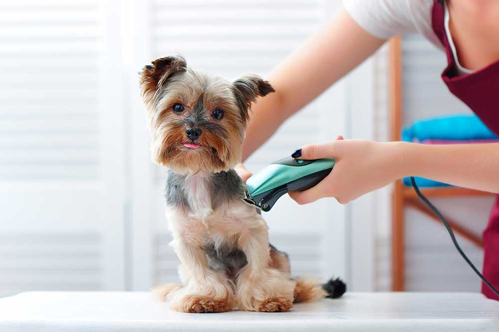 Dog Groomer