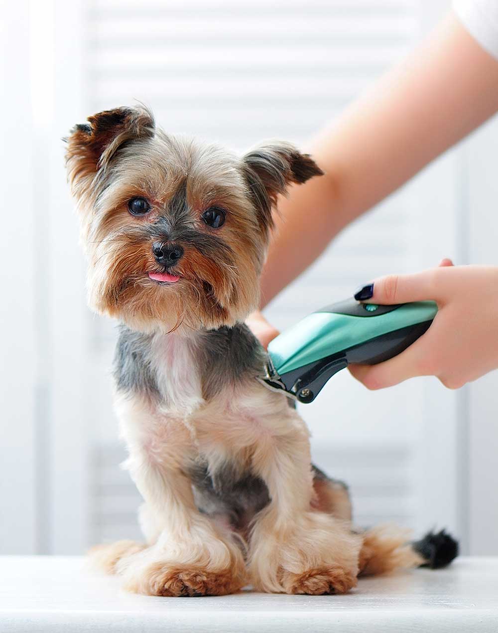 Pet Grooming | Full Service Groomer 